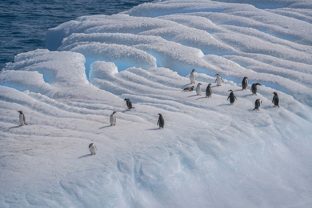 Antarctica-South Georgia Island-Coopers Bay Penguins on iceberg  art print by Jaynes Gallery for $57.95 CAD